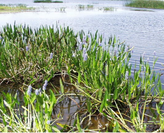 Pickerelweed