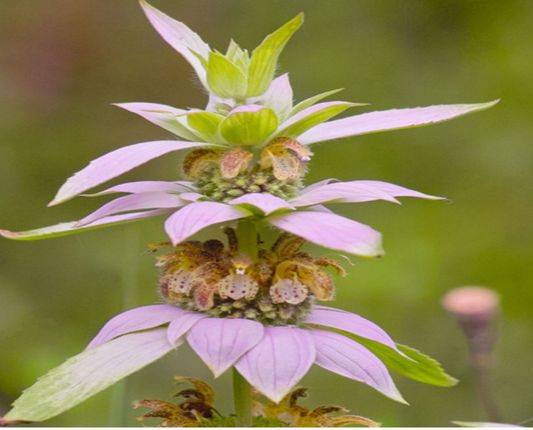 Spotted Beebalm/Horsemint