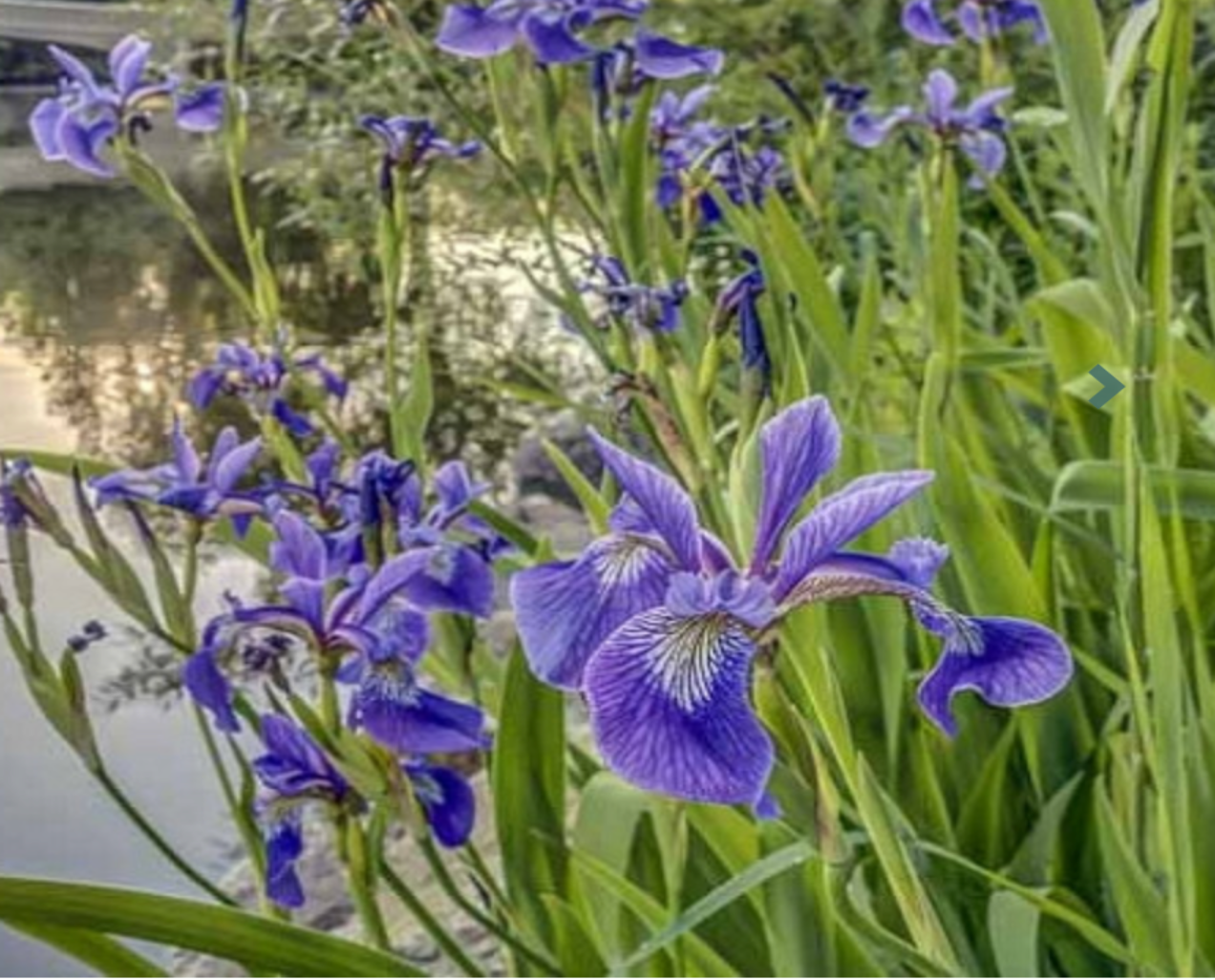 Blue flag deals iris
