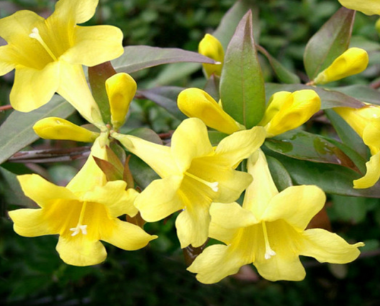 Carolina "Yellow" Jessamine
