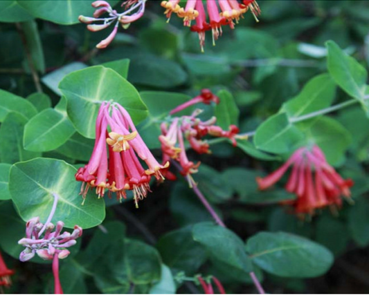 Coral Honeysuckle