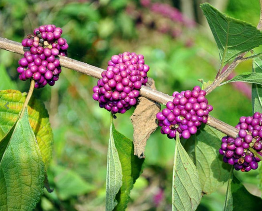 American Beautyberry