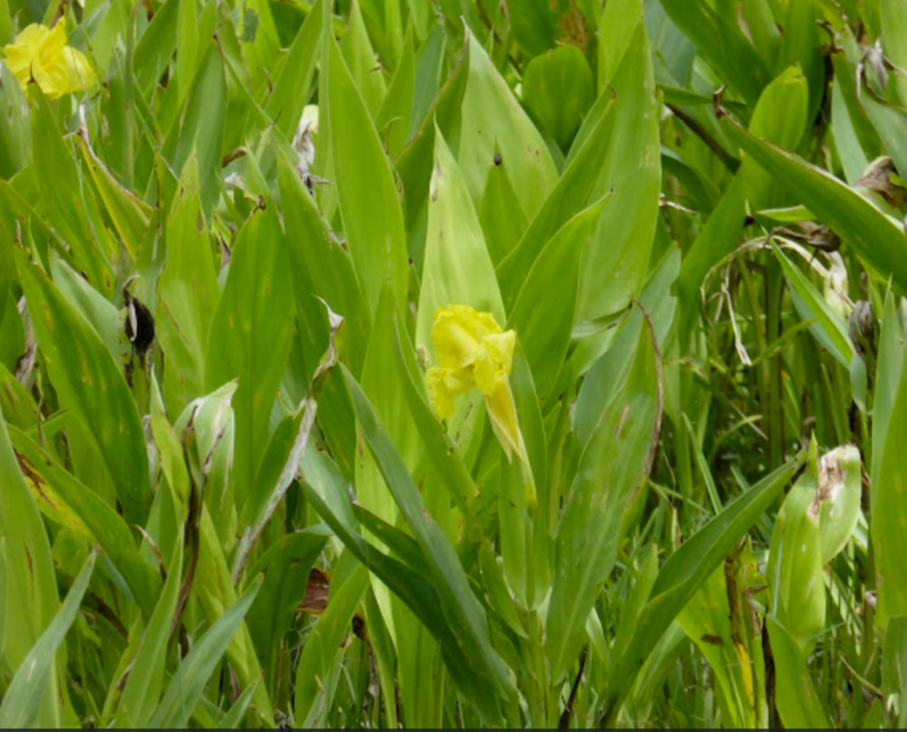 Golden Canna