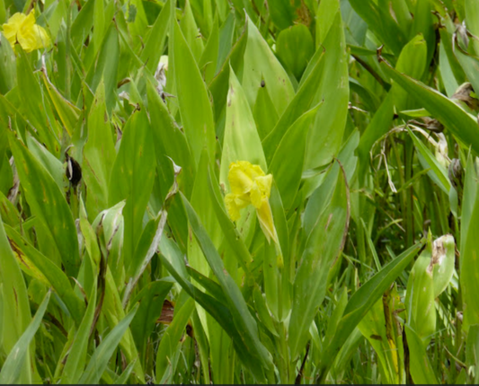 Golden Canna