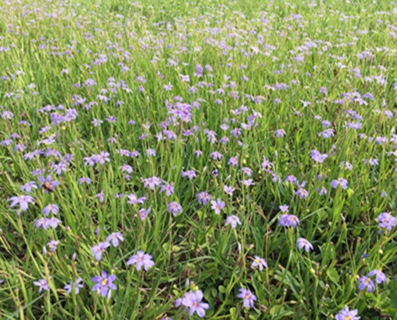 Esperance Wildflowers: Stypandra glauca - Blind Grass