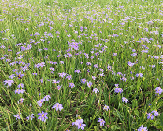 Blue-eyed grass