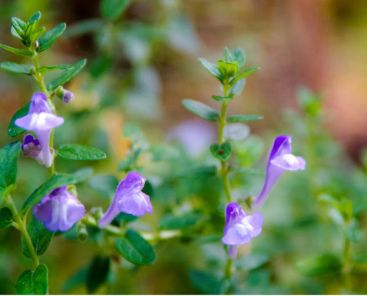 Skullcap