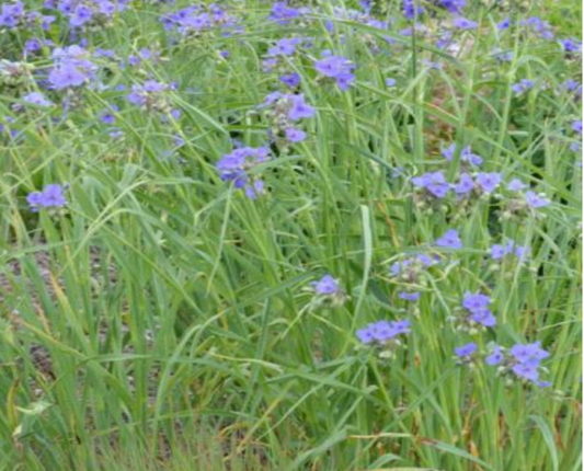 Spiderwort