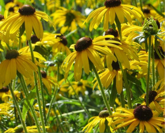 Goldsturm "Perennial Black-eyed Susan"