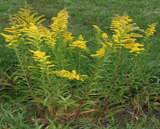 Seaside Goldenrod