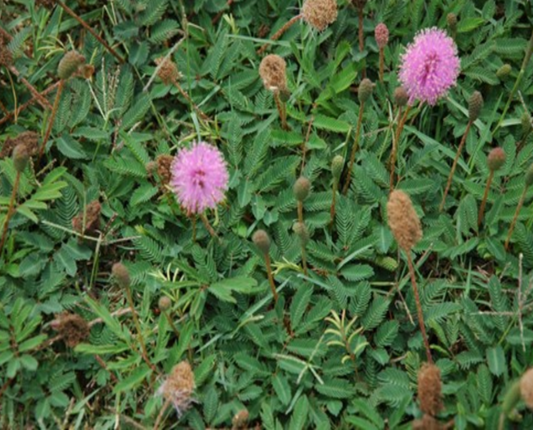 Sunshine Mimosa