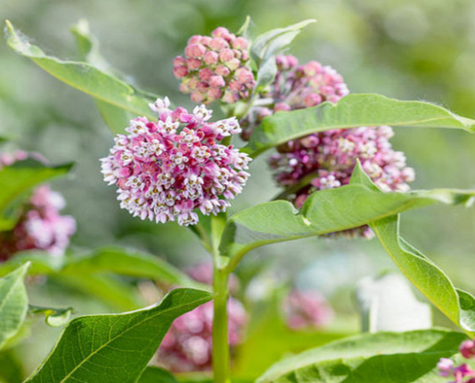 Milkweed Swamp