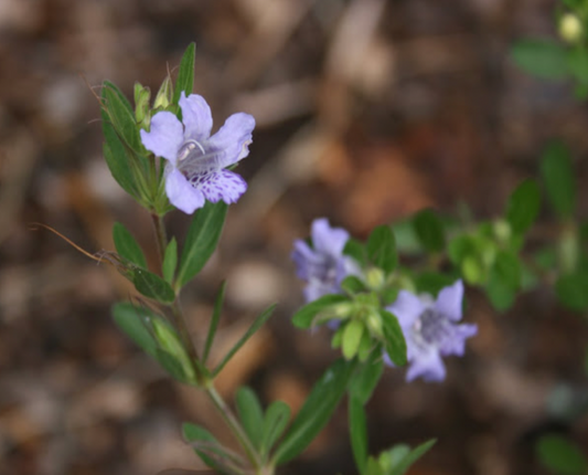 Upland Twinflower