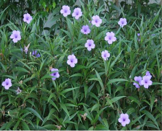 Wild Petunia