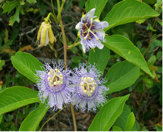 Maypop-Purple Passion Vine