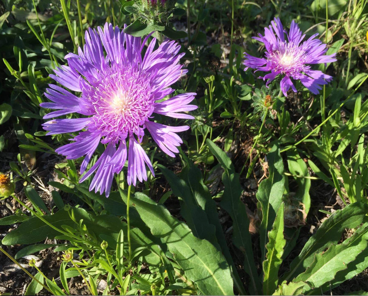 Stokes Aster
