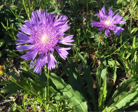 Stokes Aster