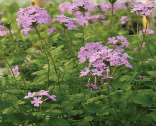 Beach Verbena