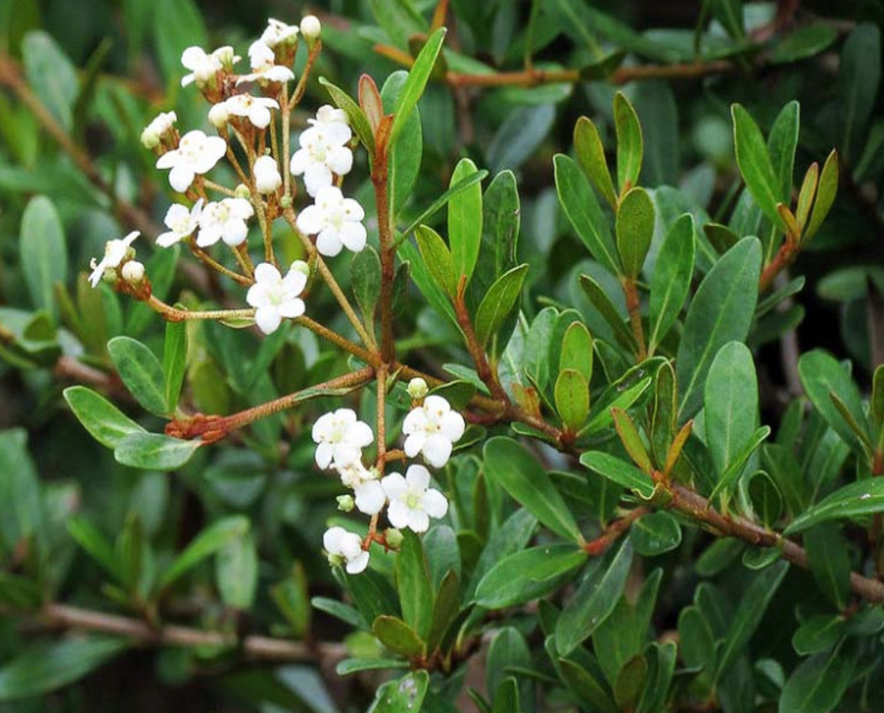 Walters Viburnum