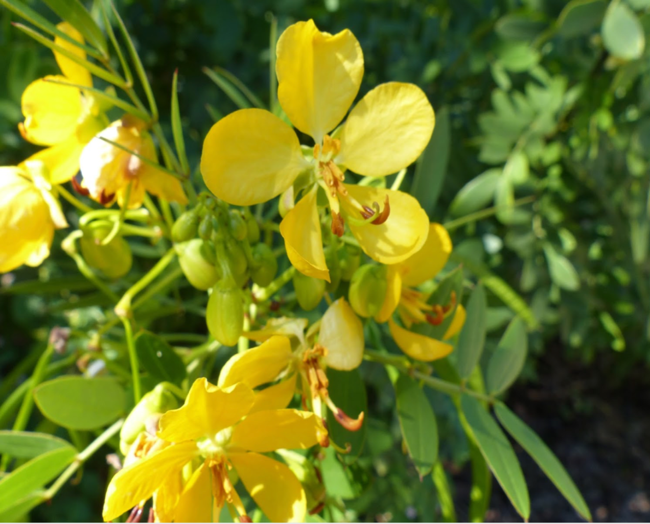 Bahama Cassia