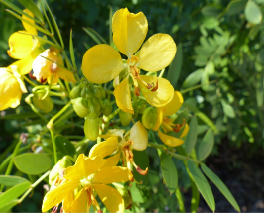 Bahama Cassia