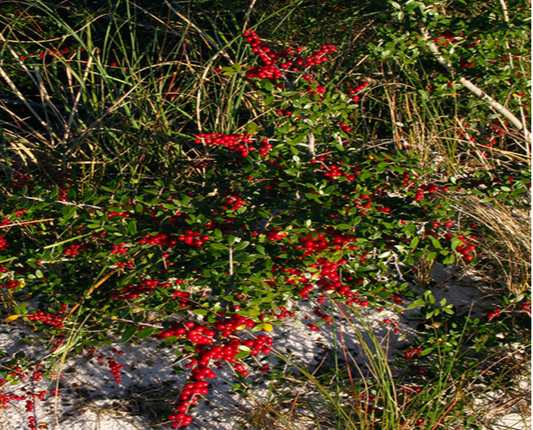 Yaupon Holly