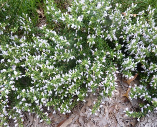 Calamint
