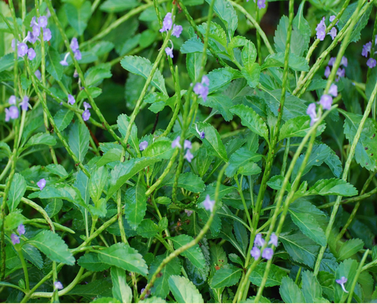 Blue Porterweed