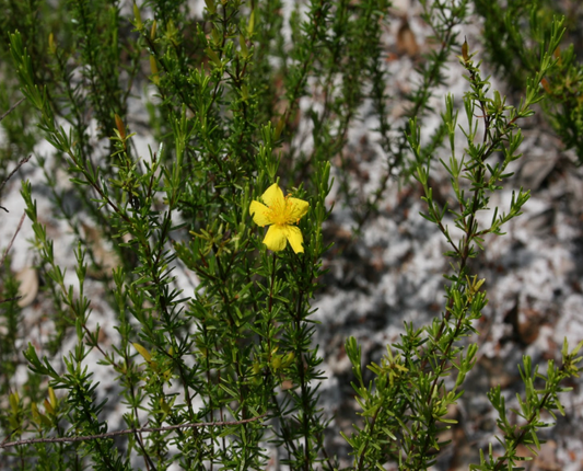 St. Johns Wort