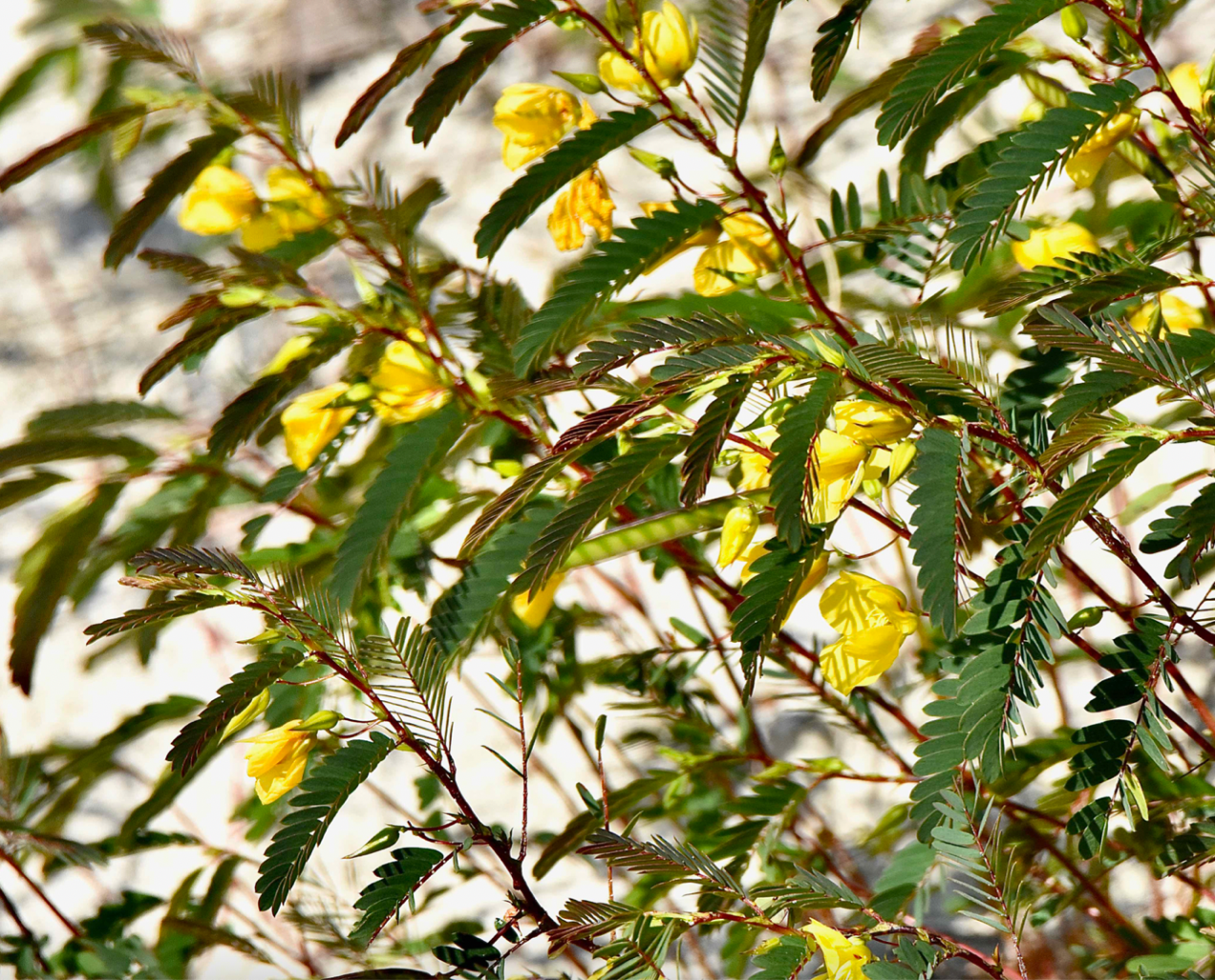 Partridge Pea