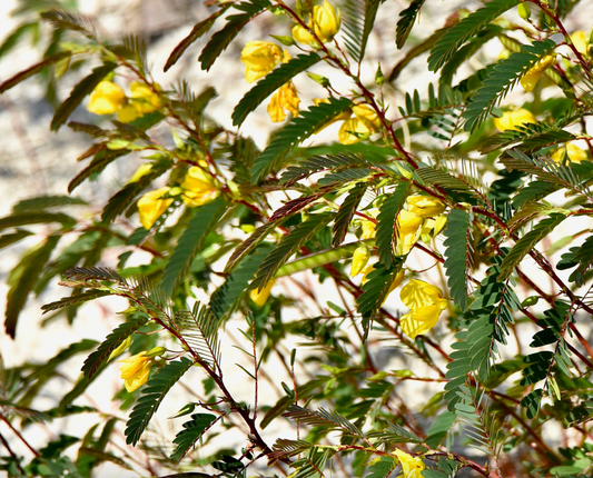 Partridge Pea