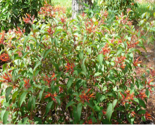 Firebush