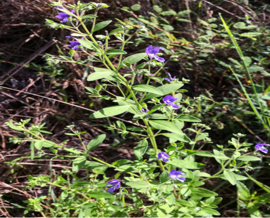 Forked Bluecurls