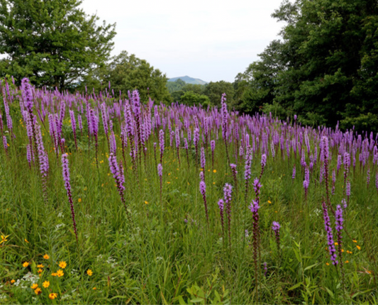 Blazing Star (Spiked)
