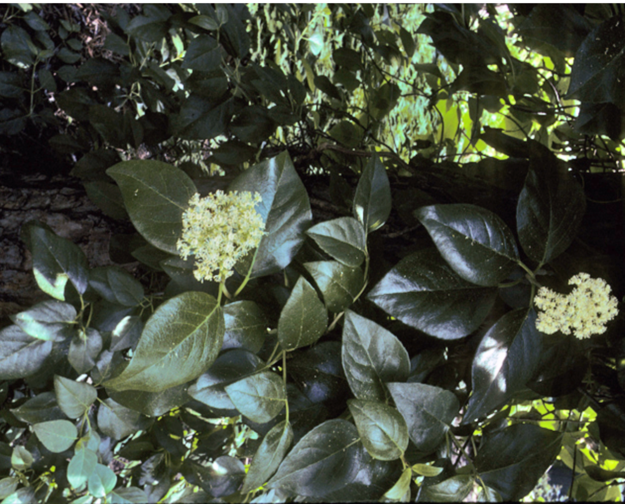 Climbing Hydrangea