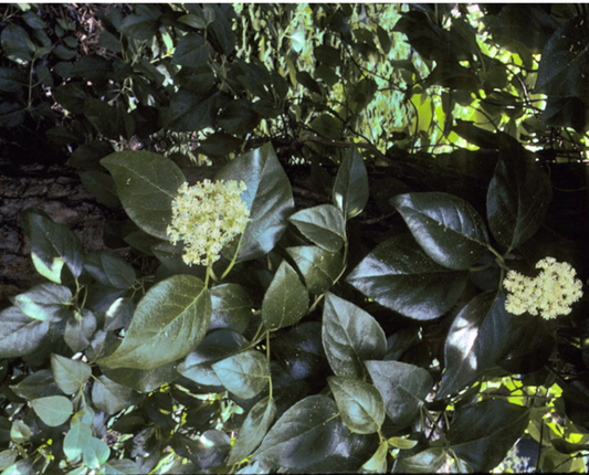Climbing Hydrangea