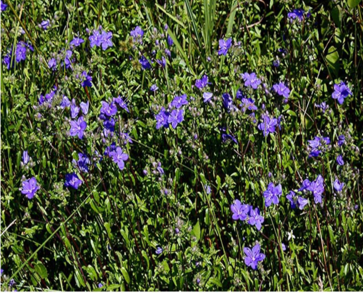 skyflower phylum hanging plant Skyflower