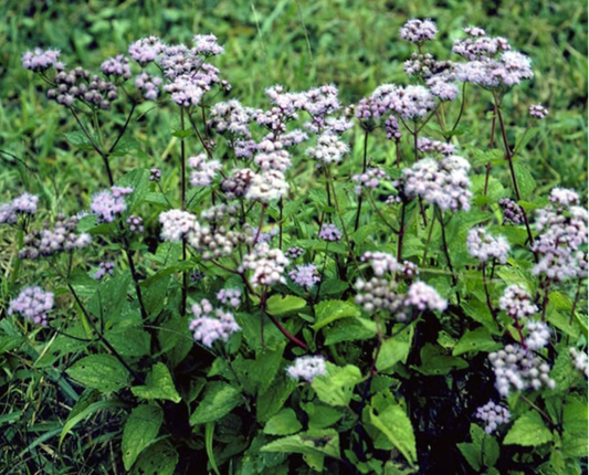 Mist Flower-Wild Ageratum