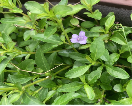 Twinflower