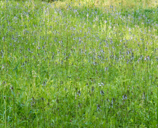Lyre-leaved Sage