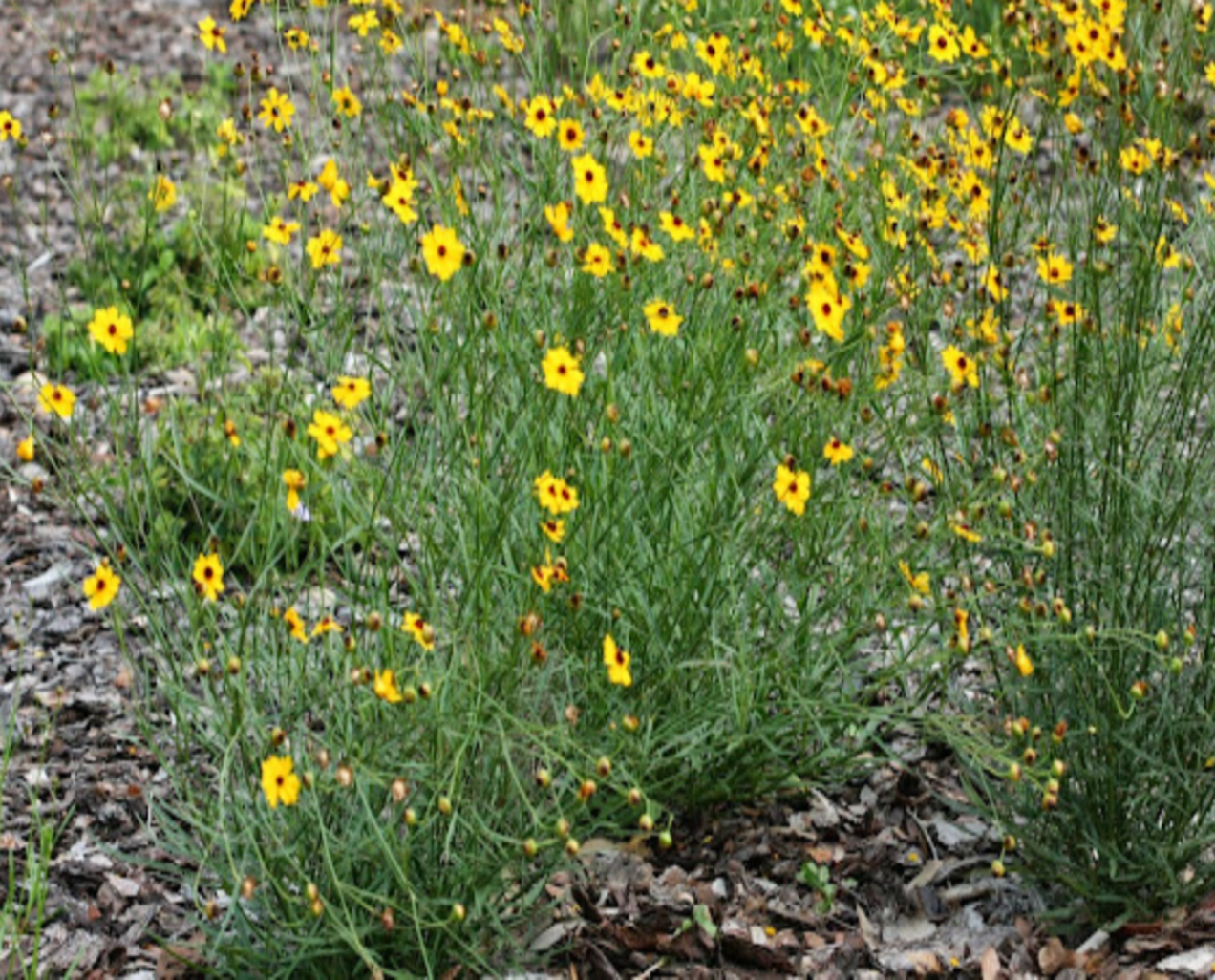 Tickseed