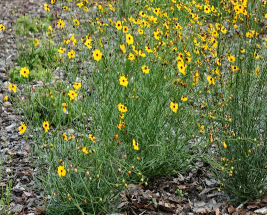 Tickseed (leavenworthii)