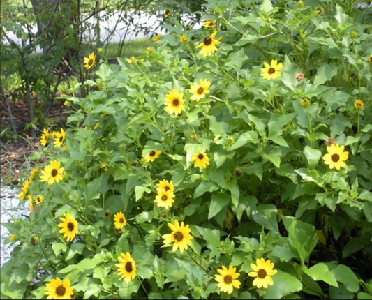 Dune Sunflower (Beach Sunflower)