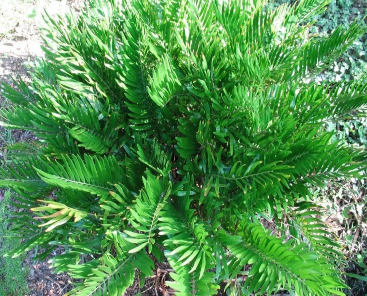 coontie plant seeds Coontie – Locally Flowered