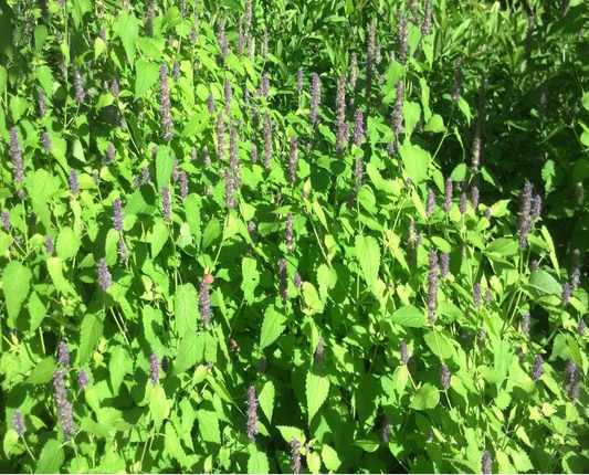 Anise Hyssop