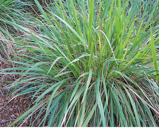 Fakahatchee Grass