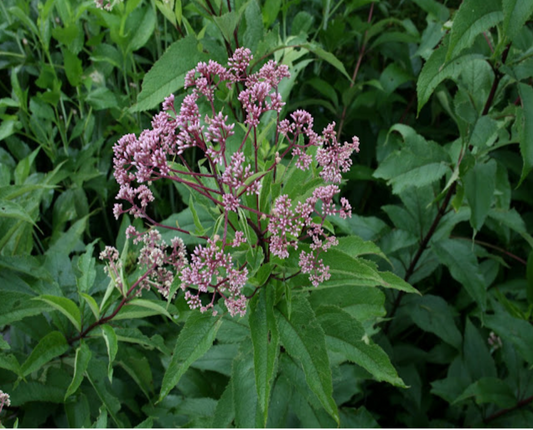 Joe Pye Weed
