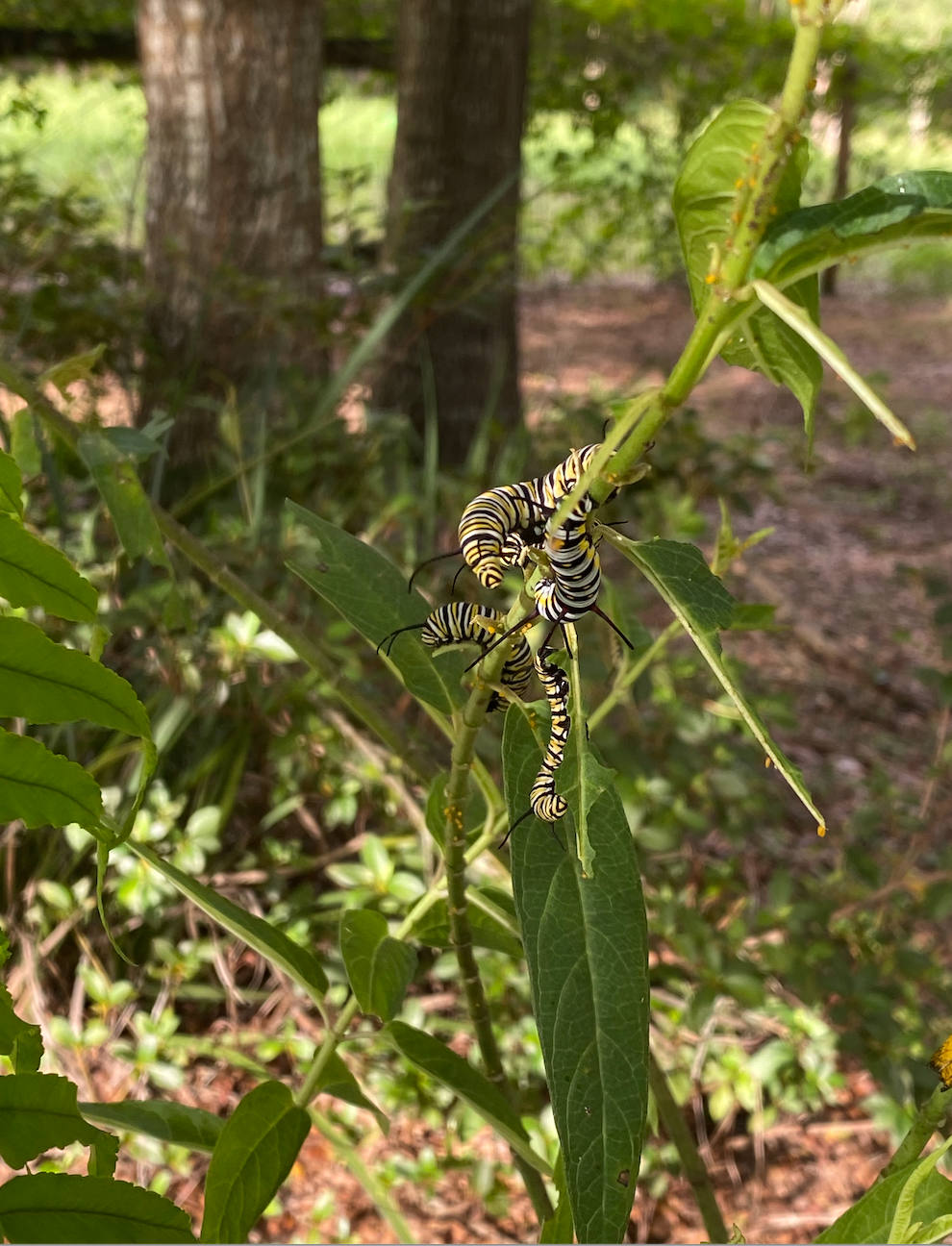 If you plant it they will come....Monarch caterpillars!