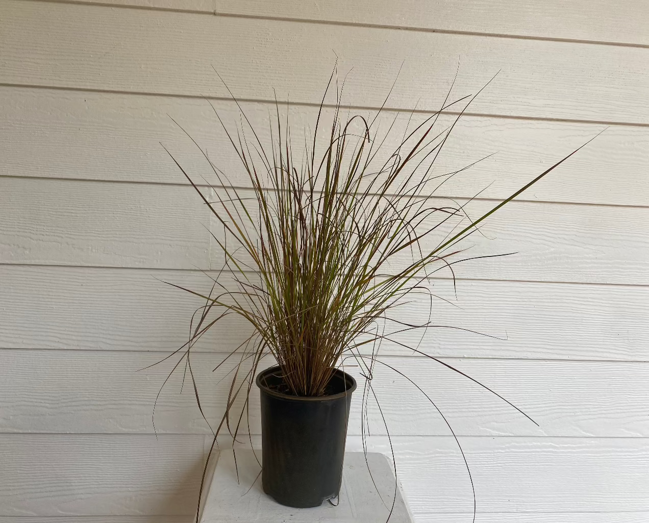 Lopsided Indian Grass