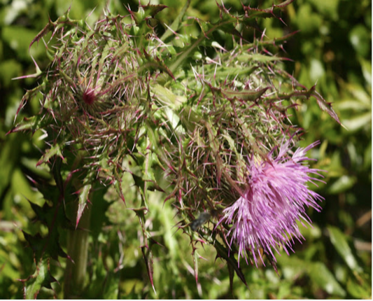 Purple Thistle